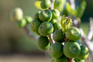 Unripe green figs fruits riping on fig tree