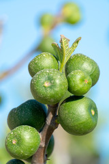 Unripe green figs fruits riping on fig tree