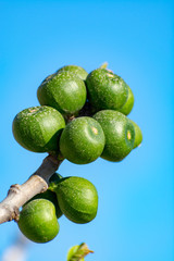 Unripe green figs fruits riping on fig tree