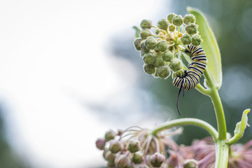 Monarch Caterpillar, Danaus Plexppus, feeds on pink common milkweed, Asclepias, on a summer morning  