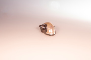 still life: objects, mother-of-pearl and silver shell