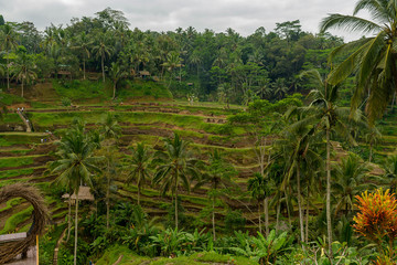 Obraz premium Bali , rise field