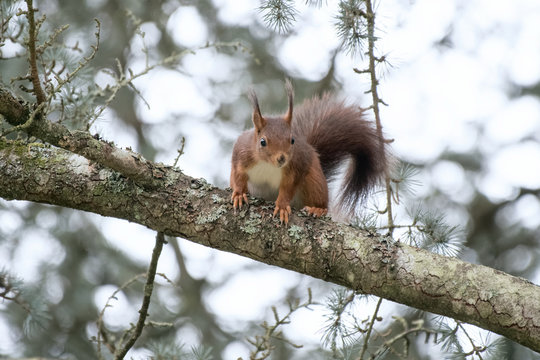 oux ecureil animaux arbre