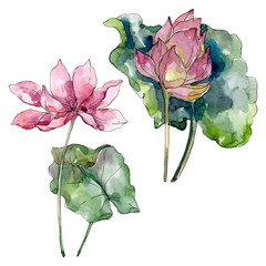 Lotus floral botanical flowers. Watercolor background illustration set. Isolated lotus illustration element.