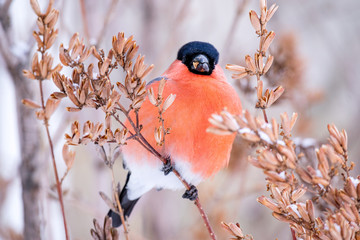 bird bullfinch red chest close-up on the background of branches in winter