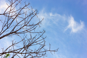 tree branches almost with no leaves on a blue sky in winter