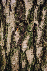 Background and texture of the tree. The surface