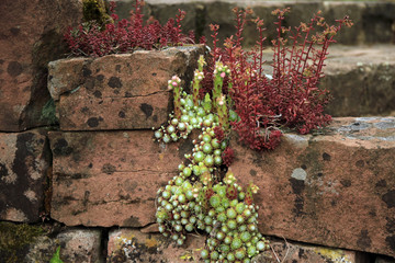 Gartengestaltung u. Ideen