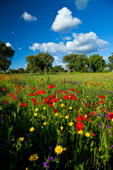 Amapolas en una dehesa, La Serena, Badajoz, Extremadura, España