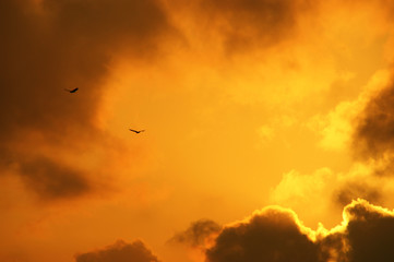 eagles in dramatic sky. Eagles, strong wind and sunlight breaking through the clouds create a dramatic atmosphere