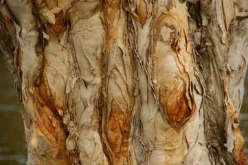 Eucalyptus tree growing in Cuba. Eucalyptus tree bark texture