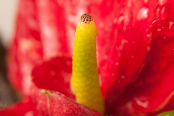 Fototapeta premium red plant