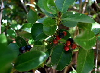 red fruits on a tree
