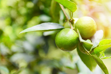 Green limes on a tree - Fresh lime citrus fruit high vitamin C in the garden farm agricultural with nature green blur background at summer