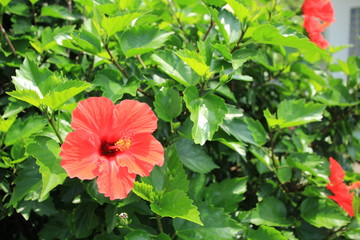 赤いハイビスカス