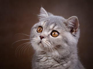 Naklejka na ściany i meble Selten und edel - Britisch Kurzhaar Kitten Katze in blue torbie ticked tabby