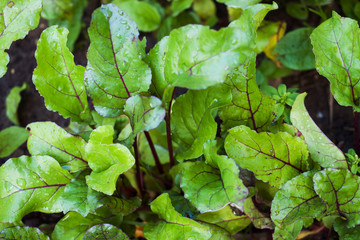 Green beet tops grow from the ground in the home garden.