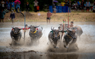 Chonburi, Thailand - july, 21, 2019: Buffaloes racing on rice farm, the annual event in Chonburi, Thailand