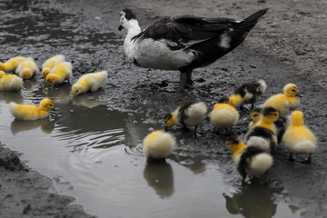  Domestic duck with children drinks water