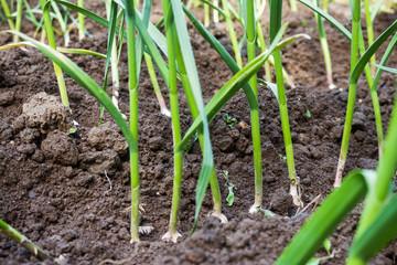 Bed with growing green garlic feathers in the home garden.