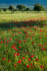 Amapolas en una dehesa, La Serena, Badajoz, Extremadura, España