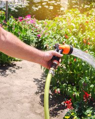A gardener with a watering hose and a sprayer water the flowers in the garden on a summer sunny...