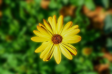 Obraz premium Yellow daisies, Bellis perennis, bloom in orange in the garden, it is a native in the southeast known as the close-up.