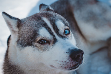 portrait of husky
