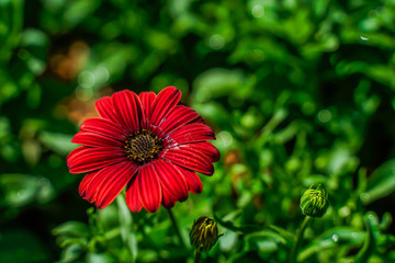 The red daisies, Bellis perennis, bloom in orange in the garden, it is a native in the southeast known as the close-up.