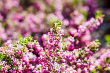 Wild flowers, rose color, morning light, bright colors Close-up.