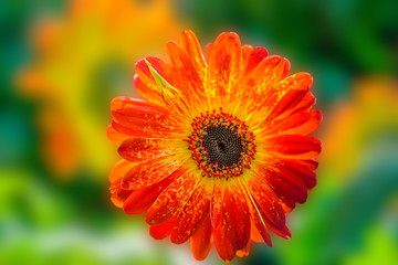 Red daisies, Bellis blossoms, perennis buds bloom in orange in the garden, it is a native in the southeast known as the close-up....
