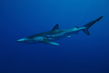 Obraz premium Azoren Impressionen unter Wasser 05