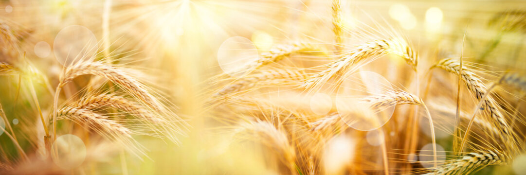 Golden wheat ears with sunbeams and bokeh