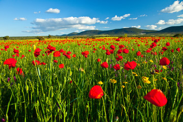 Amapolas, La Serena, Badajoz, Extremadura, España