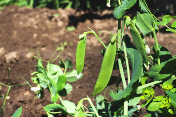 Fototapeta premium The fruits of green peas growing in the home garden.