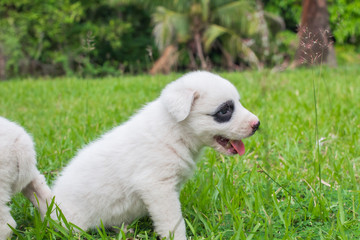 Thai bangkaew dog cute white puppies playing in the park and look at camera sitting in grass.