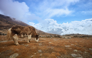 Yak on the way to Everest base camp. Nepal, Himalayas mountains