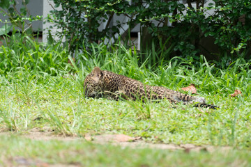 baby leopard in wildlife breeding station.