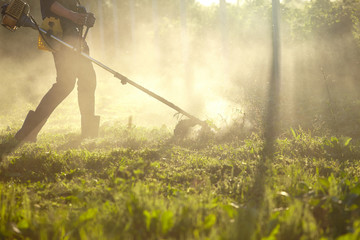 work to mow the grass trimmer. the process of mowing tall grass with a trimmer. selective focus on uncut Tawa and scatter particles of cut grass. evening lights make their way through the fog
