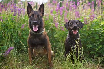 Obraz premium Belgian Malinois dog and black with brindle trim Louisiana Catahoula Leopard dog sitting together in a green grass with violet and pink lupine flowers in summer