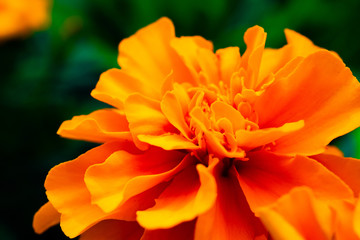 Fototapeta premium 花マクロ撮影