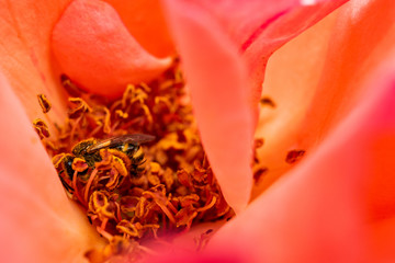 花とミツバチマクロ撮影