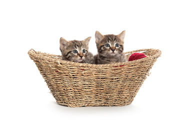 Fototapeta na wymiar Two tabby kittens in a basket