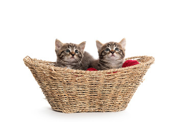 Naklejka na ściany i meble Two tabby kittens in a basket