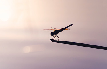 Dragonfly Silhouette in nature. With sunlight at morning on grass And purple background of water