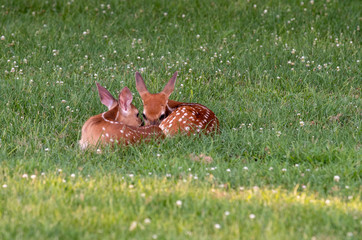 Two white-tailed deer fawns bedded down