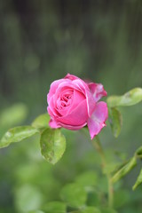 Rosa Rosenblüte