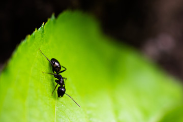 アリマクロ撮影