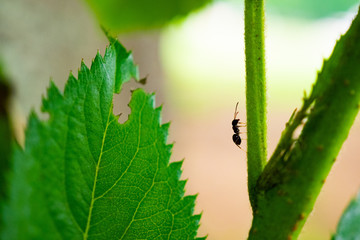 アリ、マクロ撮影