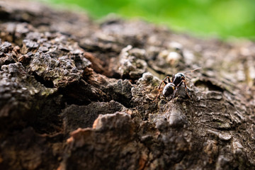 アリ、マクロ撮影